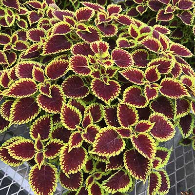 Coleus NOVA® 'Roly-Poly'