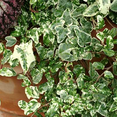 Hedera 'Henrietta'