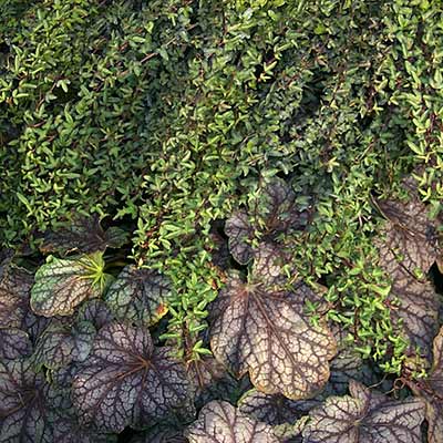 Hedera 'Spetchley'