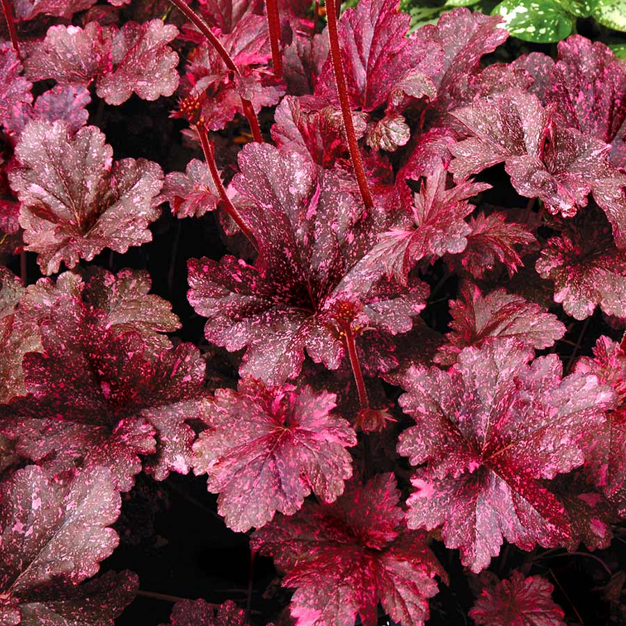 Heuchera 'Midnight Rose Select'