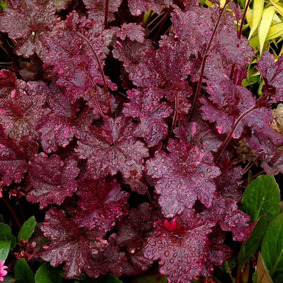 Heuchera 'Midnight Rose Select'