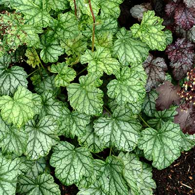 Heuchera 'Mint Frost'