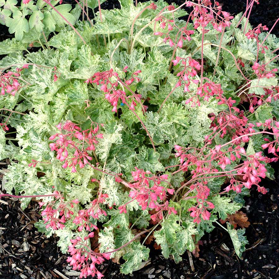 Heuchera 'Monet'