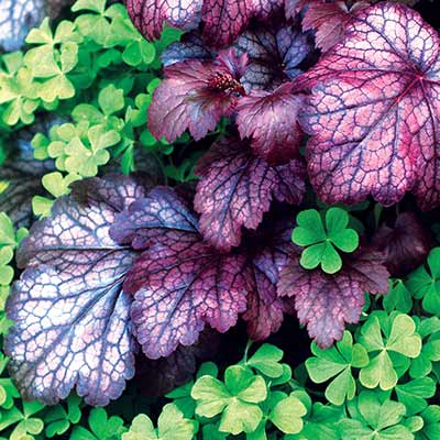 Heuchera 'Ruby Veil'