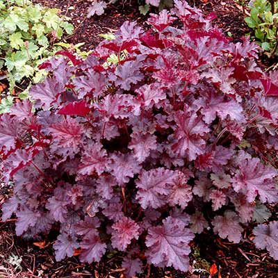 Heuchera 'Stormy Seas'