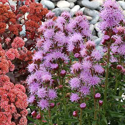 Liatris FEATHERMORE™ 'Lavender'