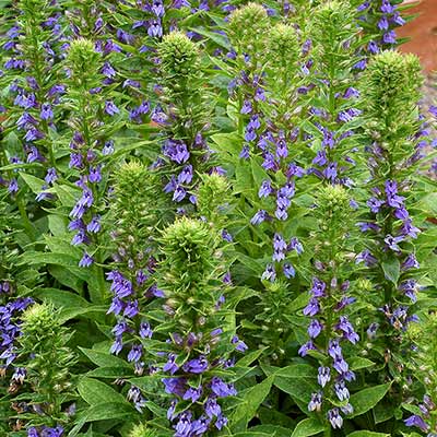 Lobelia 'Blue Candles'