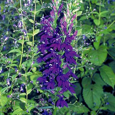 Lobelia 'Sparkle DeVine'