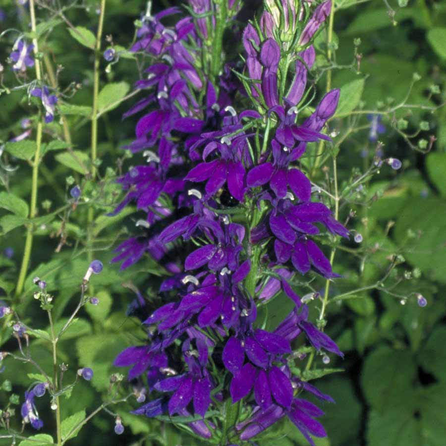 Lobelia 'Wildwood Splendor' | TERRA NOVA® Inc.