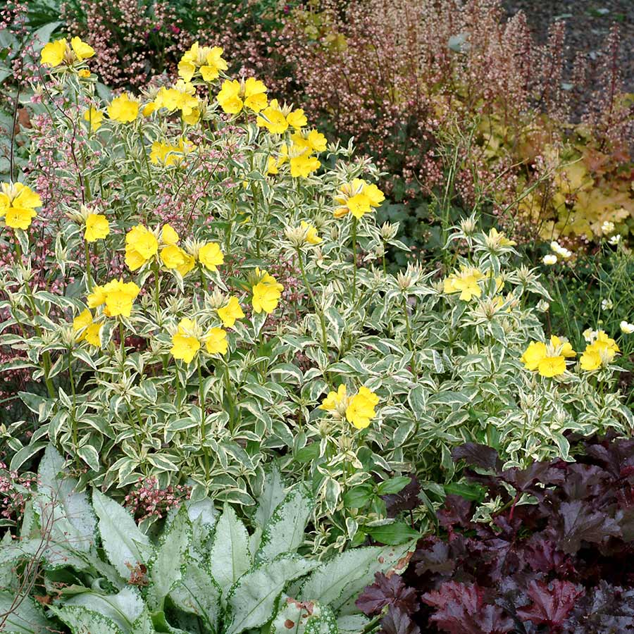 Oenothera 'Spring Gold'