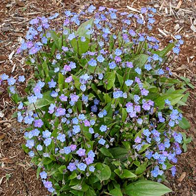 Omphalodes 'Parisian Skies'