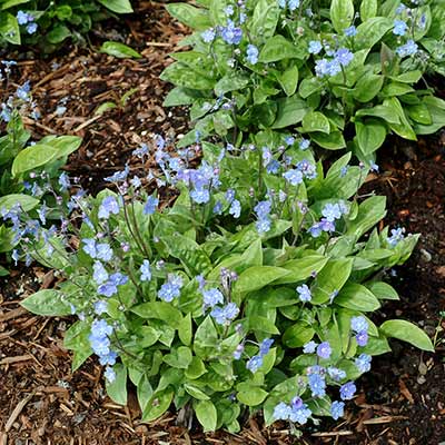 Omphalodes 'Parisian Skies'