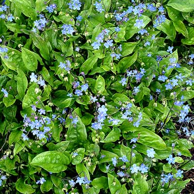 Omphalodes 'Parisian Skies'