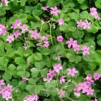 Oxalis 'Rosea'