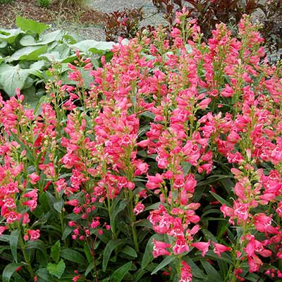 Penstemon 'Coral Carpet'