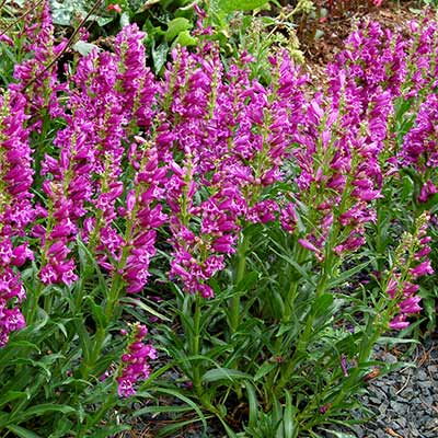 Penstemon 'Crushed Grapes'