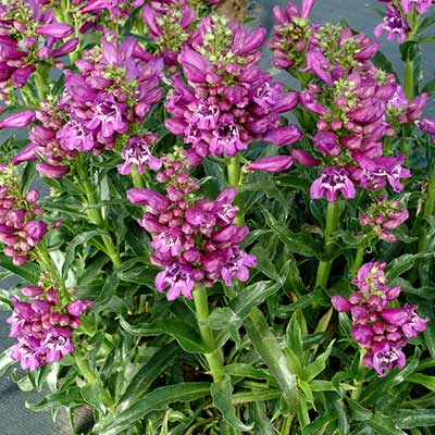 Penstemon 'Crushed Grapes'