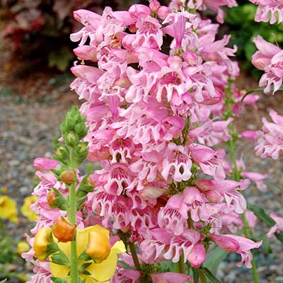 Penstemon 'Party Dress'