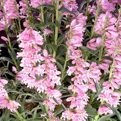 Penstemon 'Party Dress'