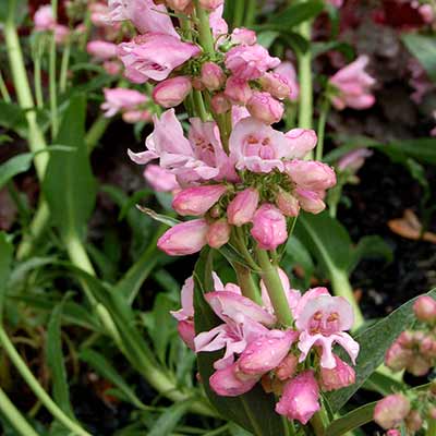 Penstemon 'Party Dress'