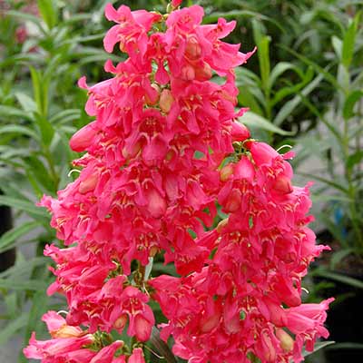 Penstemon 'Pink Chablis'