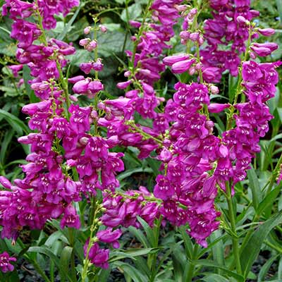 Penstemon 'Sweet Grapes'