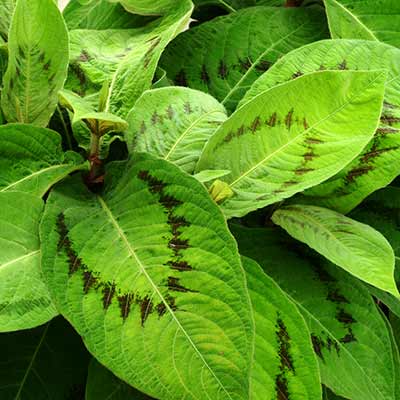 Persicaria 'Brushstrokes'