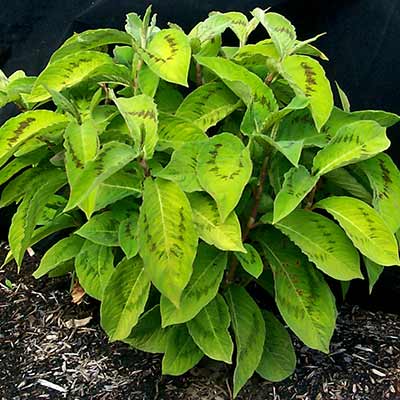 Persicaria 'Brushstrokes'