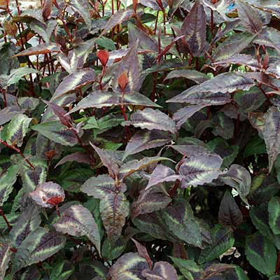 Persicaria 'Night Dragon'