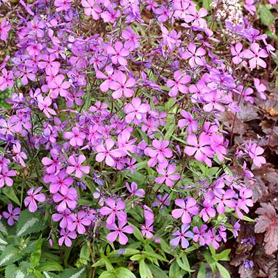 Phlox 'Plum Perfect'