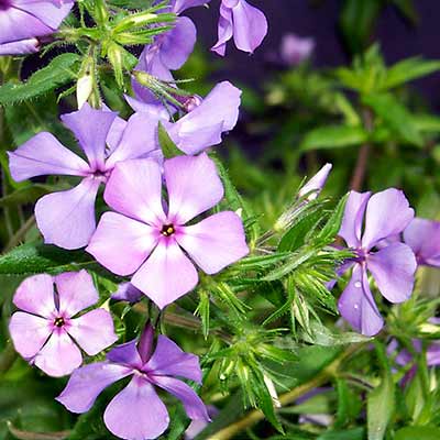 Phlox 'Plum Perfect'