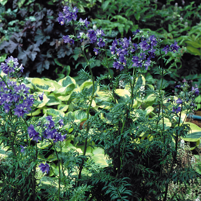 Polemonium 'Lace Towers'