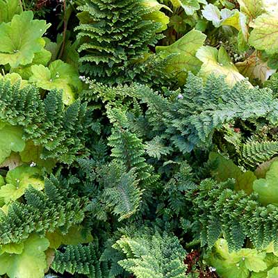 Polystichum 'Plumosomultilobum'