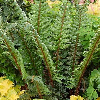 Polystichum 'Shiny Holly'