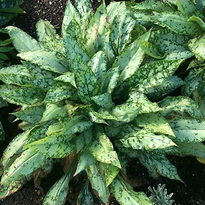 Pulmonaria 'Bubble Gum'