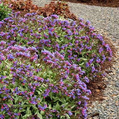 Pulmonaria 'Cotton Cool'