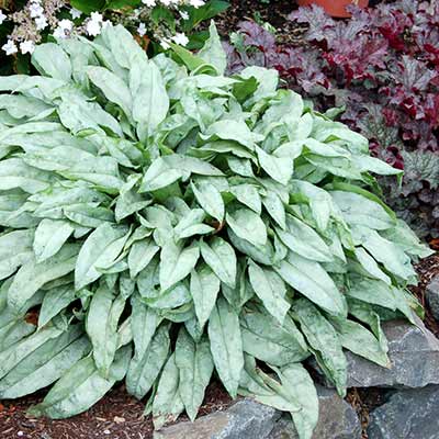 Pulmonaria 'Cotton Cool'