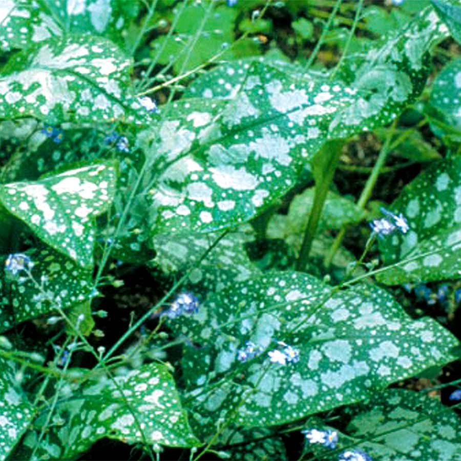 Pulmonaria 'Reginald Kaye'