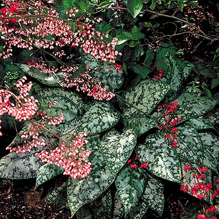 Pulmonaria 'Spilled Milk'