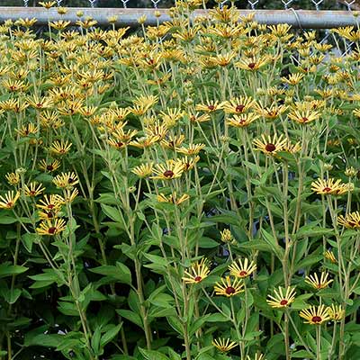 Rudbeckia 'Little Henry'