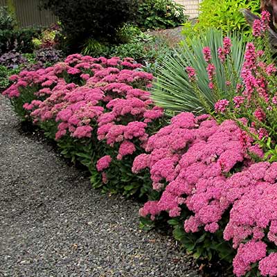 Sedum 'Mr. Goodbud'