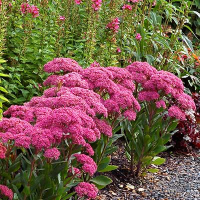 Sedum 'Mr. Goodbud'