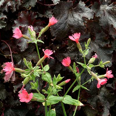 Silene 'Rockin' Robin'