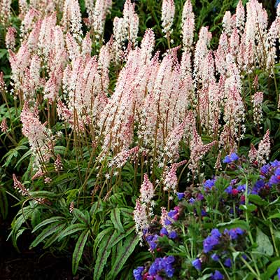 Tiarella 'Black Snowflake'