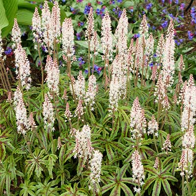 Tiarella 'Black Snowflake'