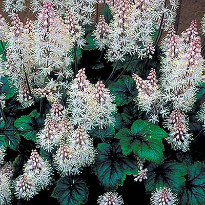 Tiarella 'Dark Eyes'