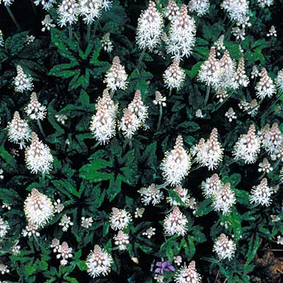 Tiarella 'Dark Eyes'