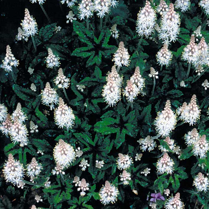 Tiarella 'Dark Star'