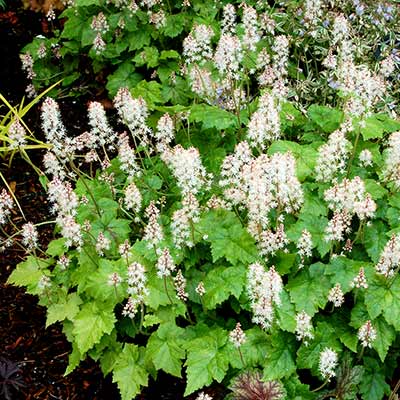 Tiarella 'Inkblot'