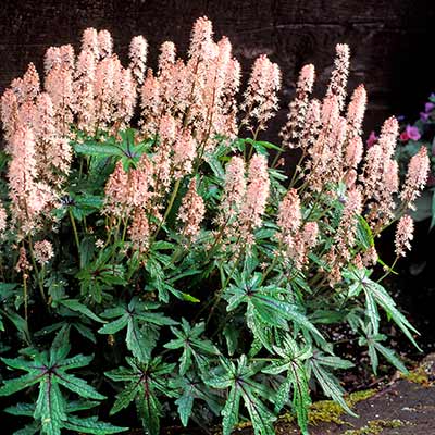 Tiarella 'Mint Chocolate'